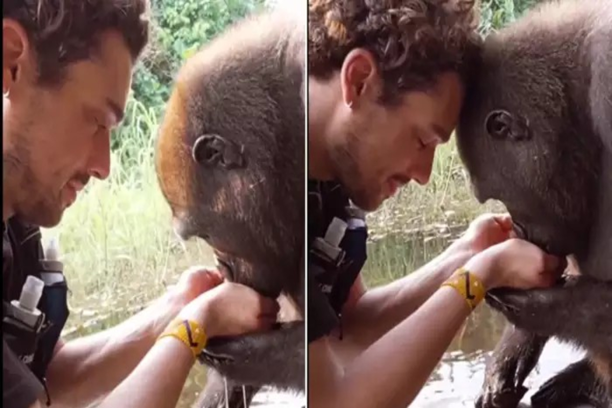 Man Feeds water to Gorilla Viral Video
