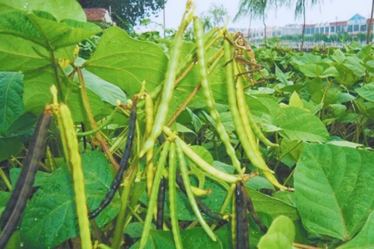 Grow Summer Moong & Urad for Higher Profits