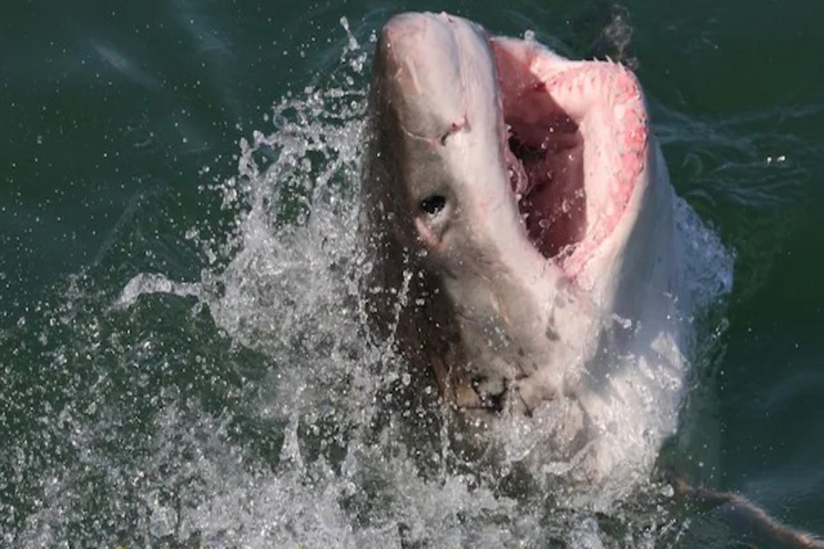 Shark Took Revenge