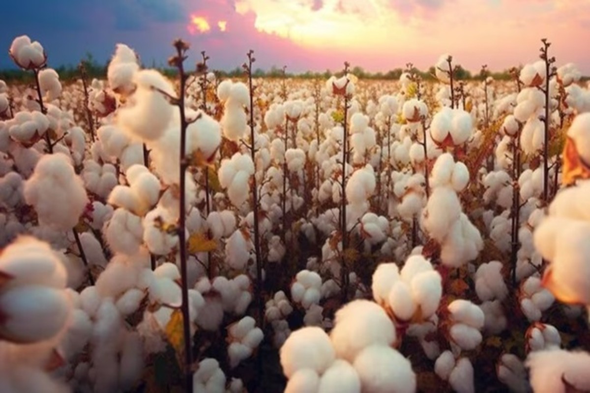 BG-II Cotton Seed Price Hike