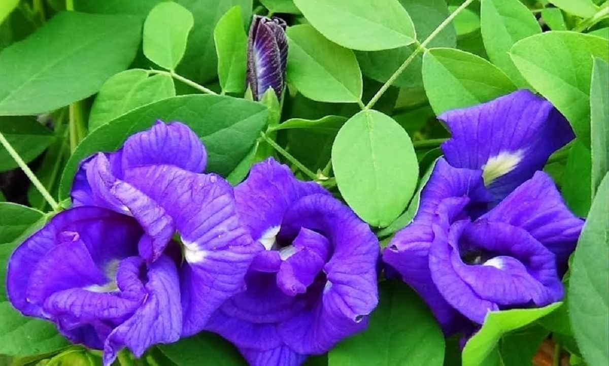 Aparajita Flower