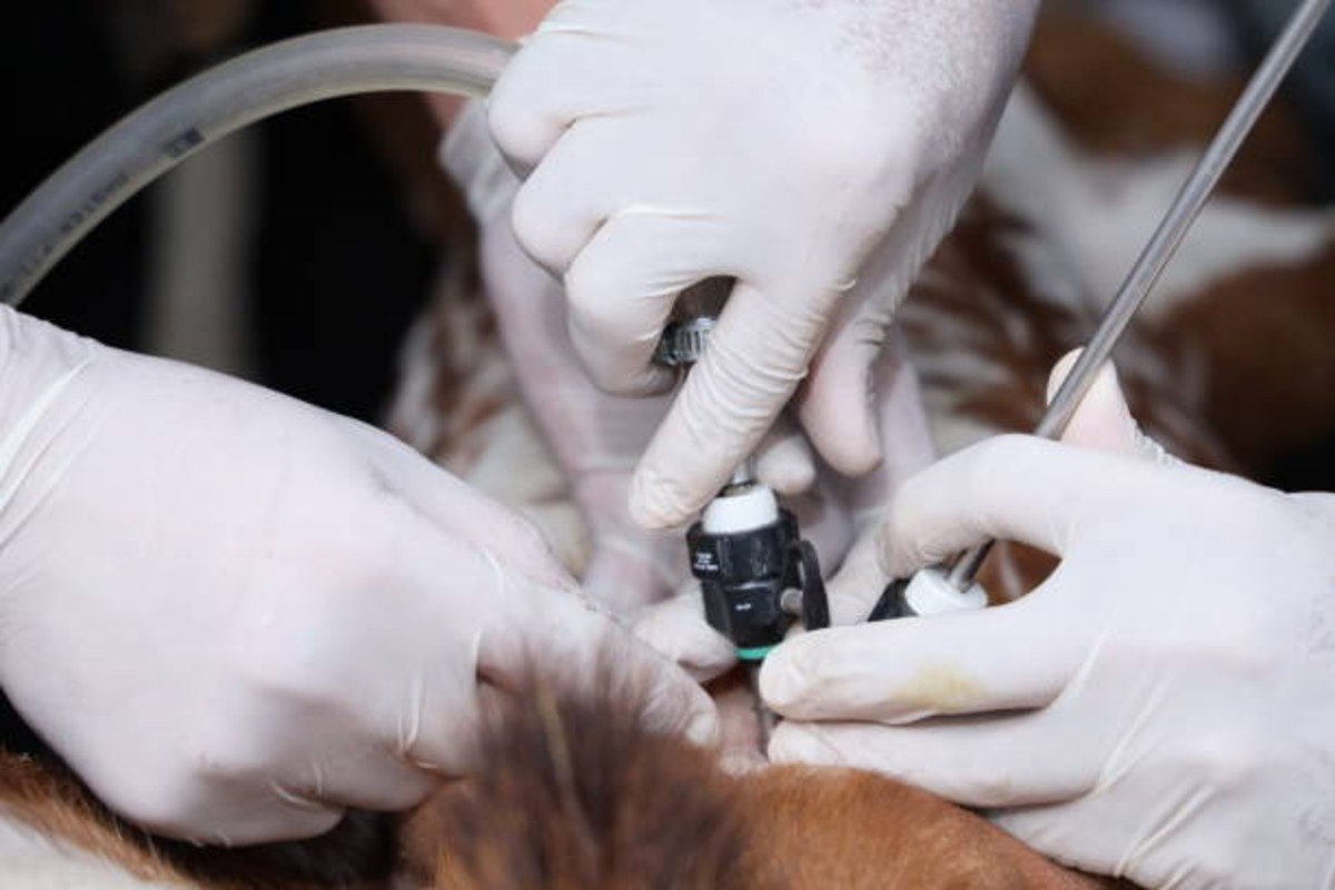 Artificial Insemination