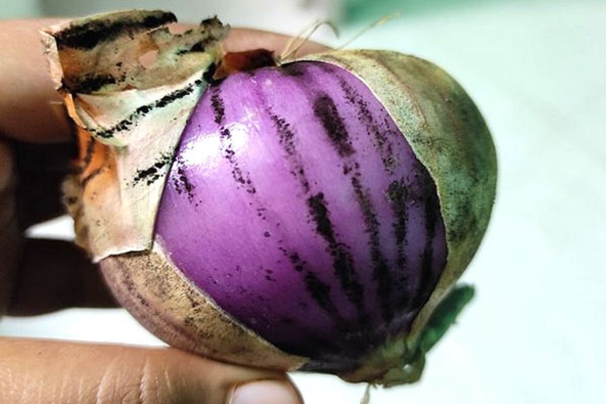 Black Spot On Onion
