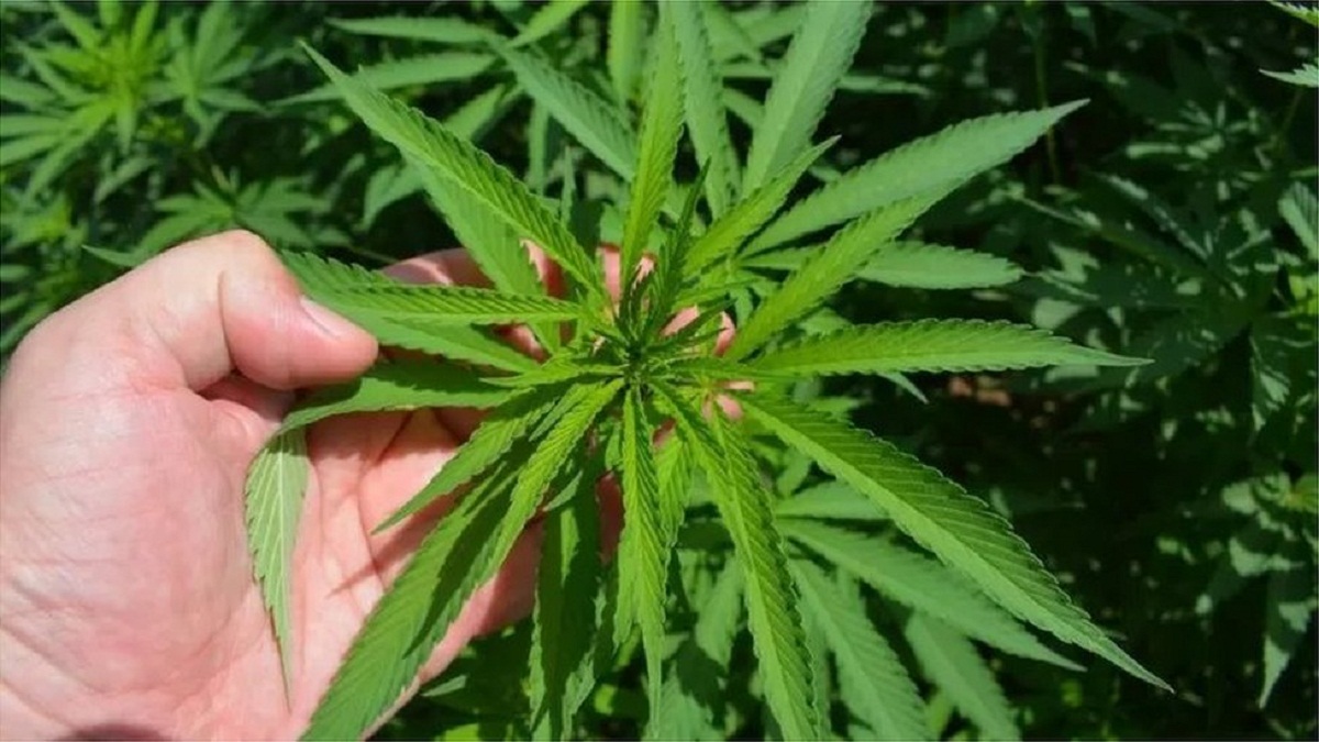 Cannabis