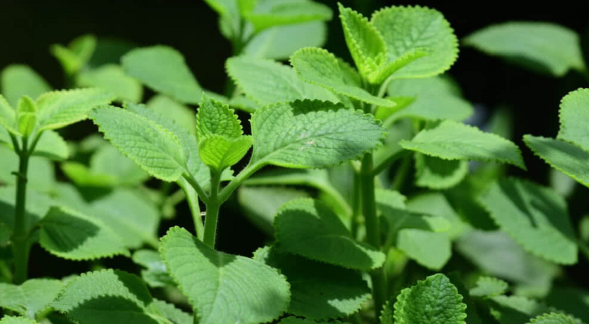 Celery Leaves Benefits