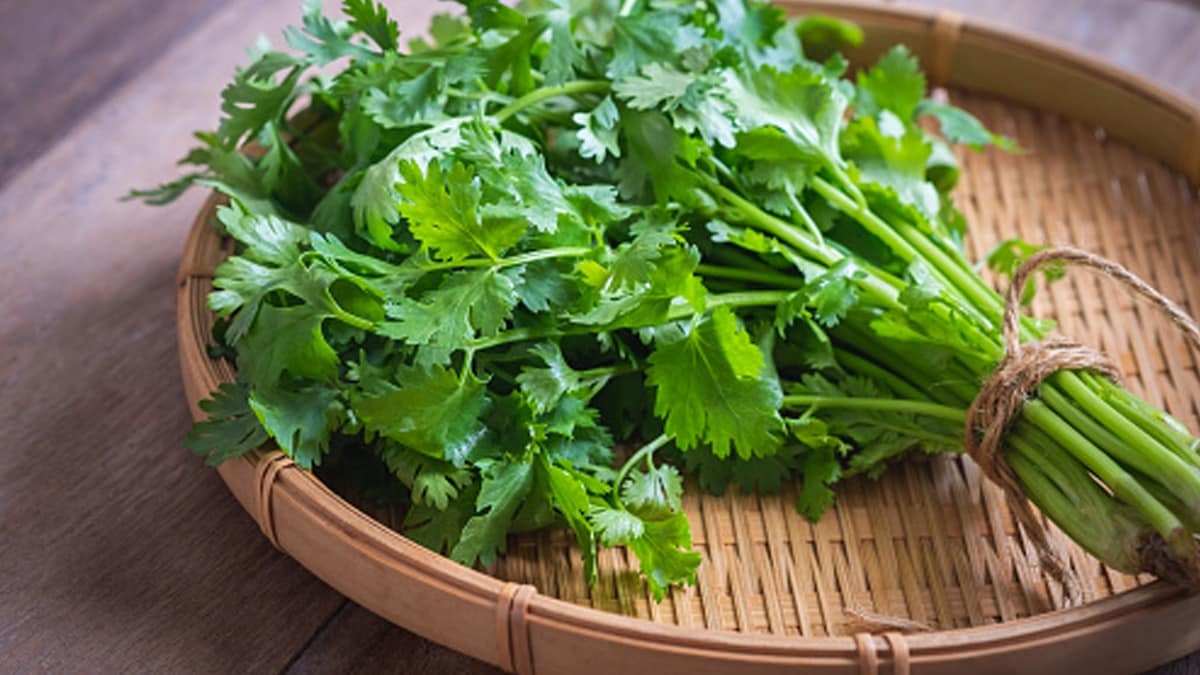 Green Coriander