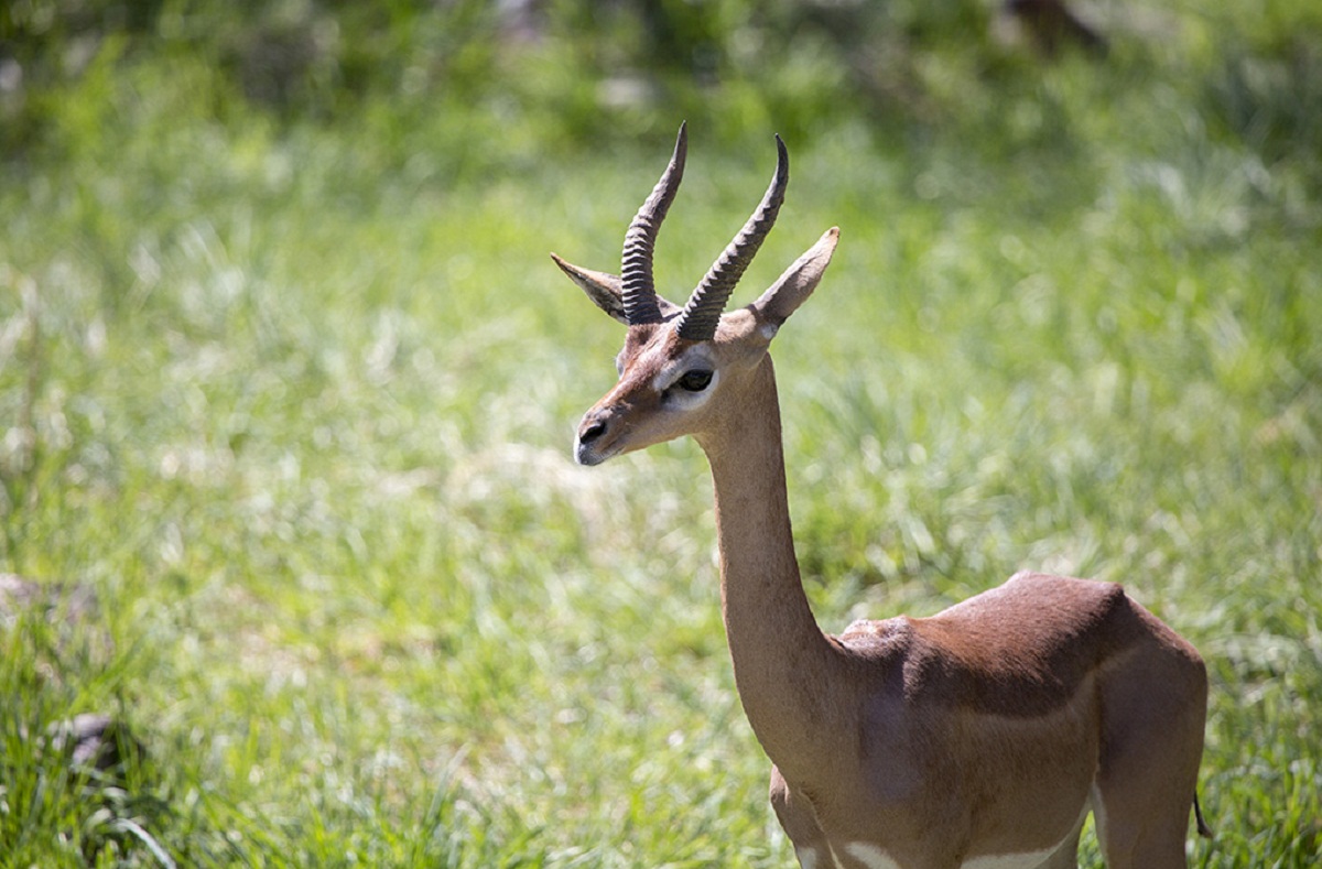 Gerenuk
