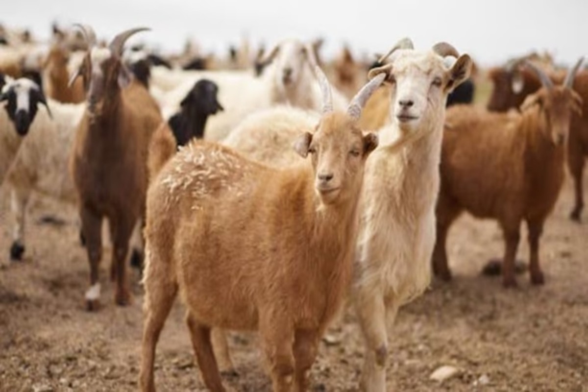 Goat Farming