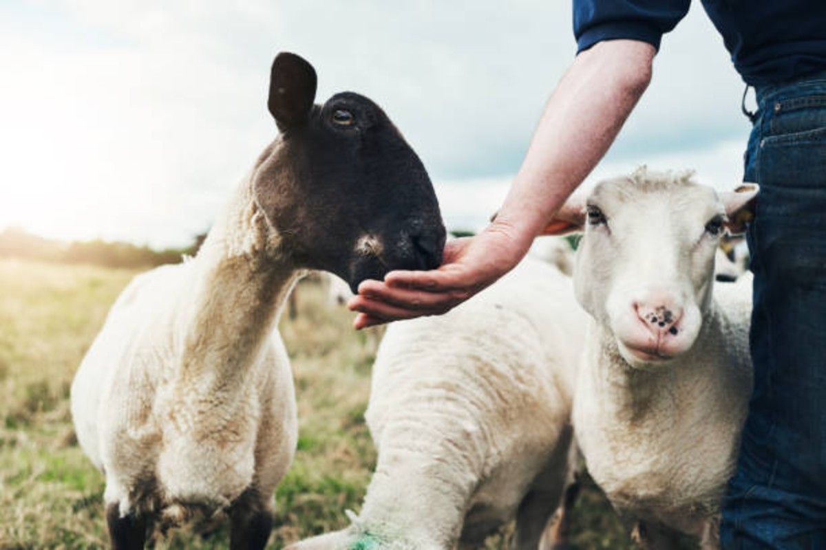 Goat Farming Nutrition