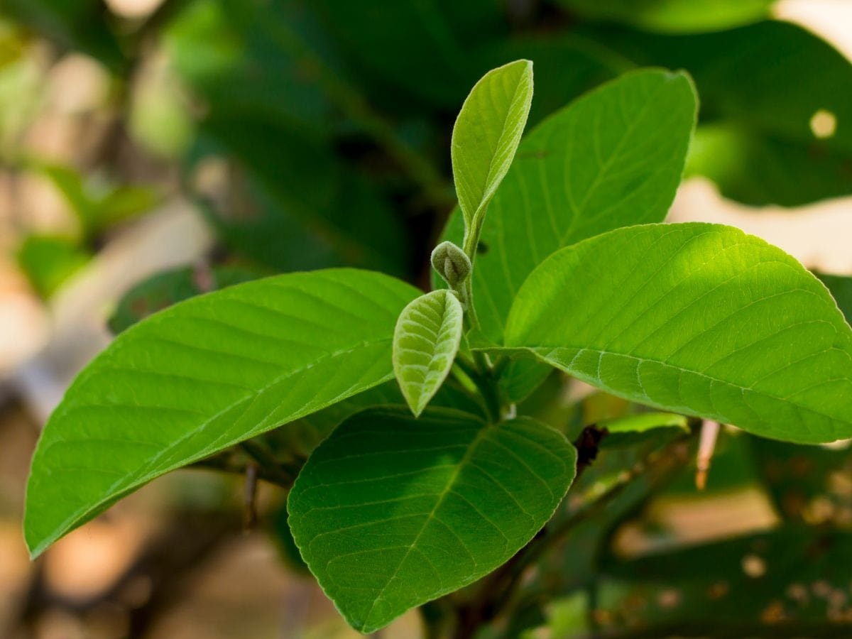 Guava Leaves Benefits