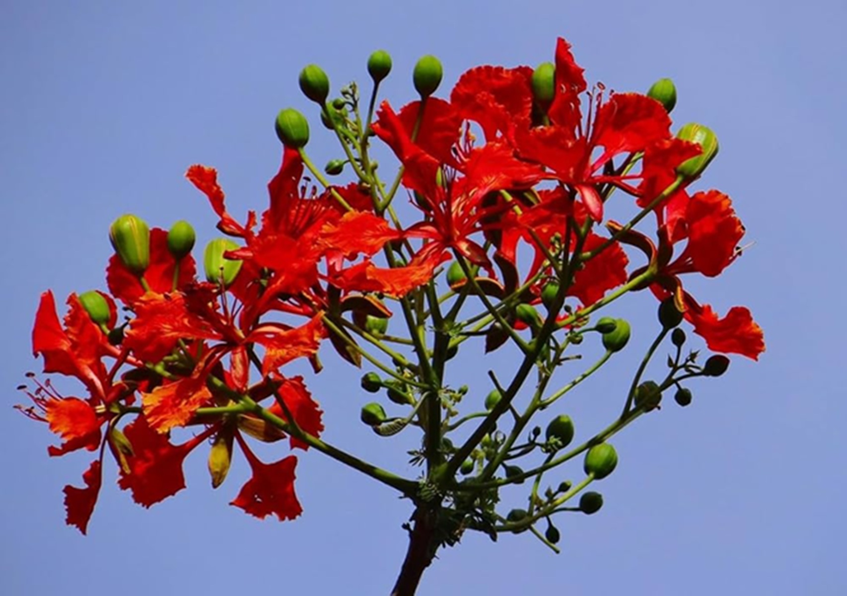 Gulmohar