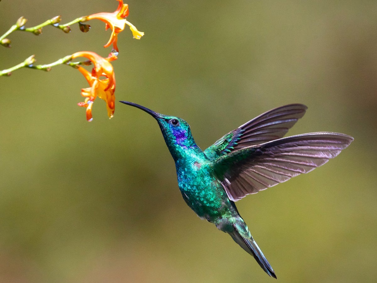 Humming Bird