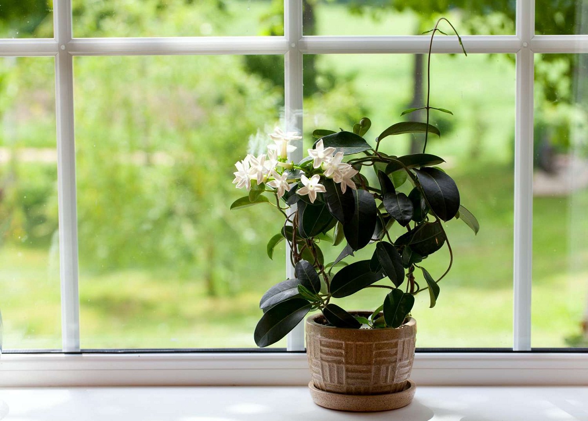 Gardening Tips