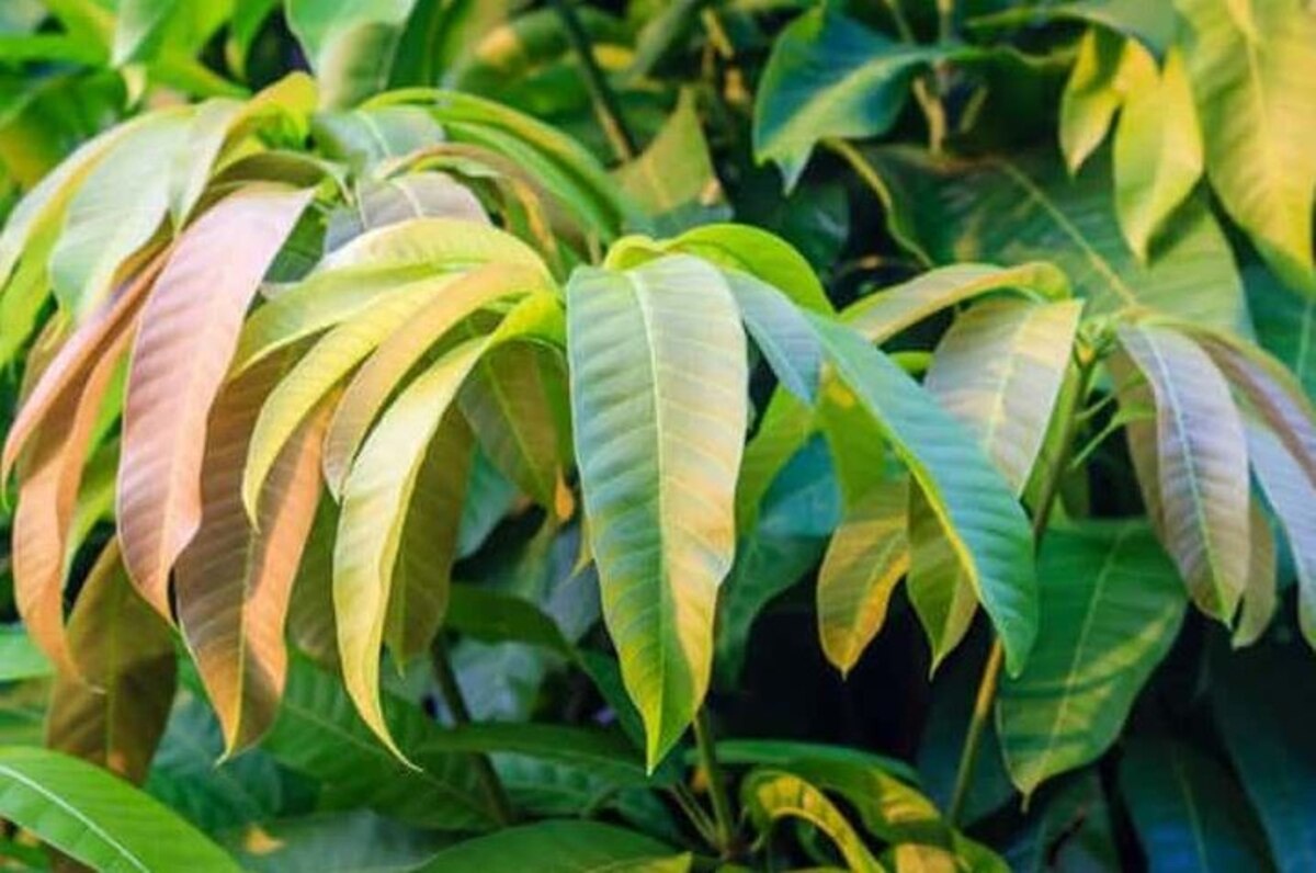 Mango Leaves Benefits