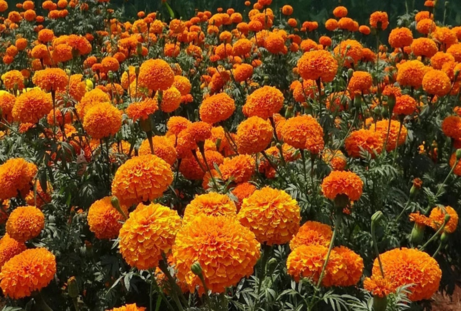 Marigold Flower Benefits