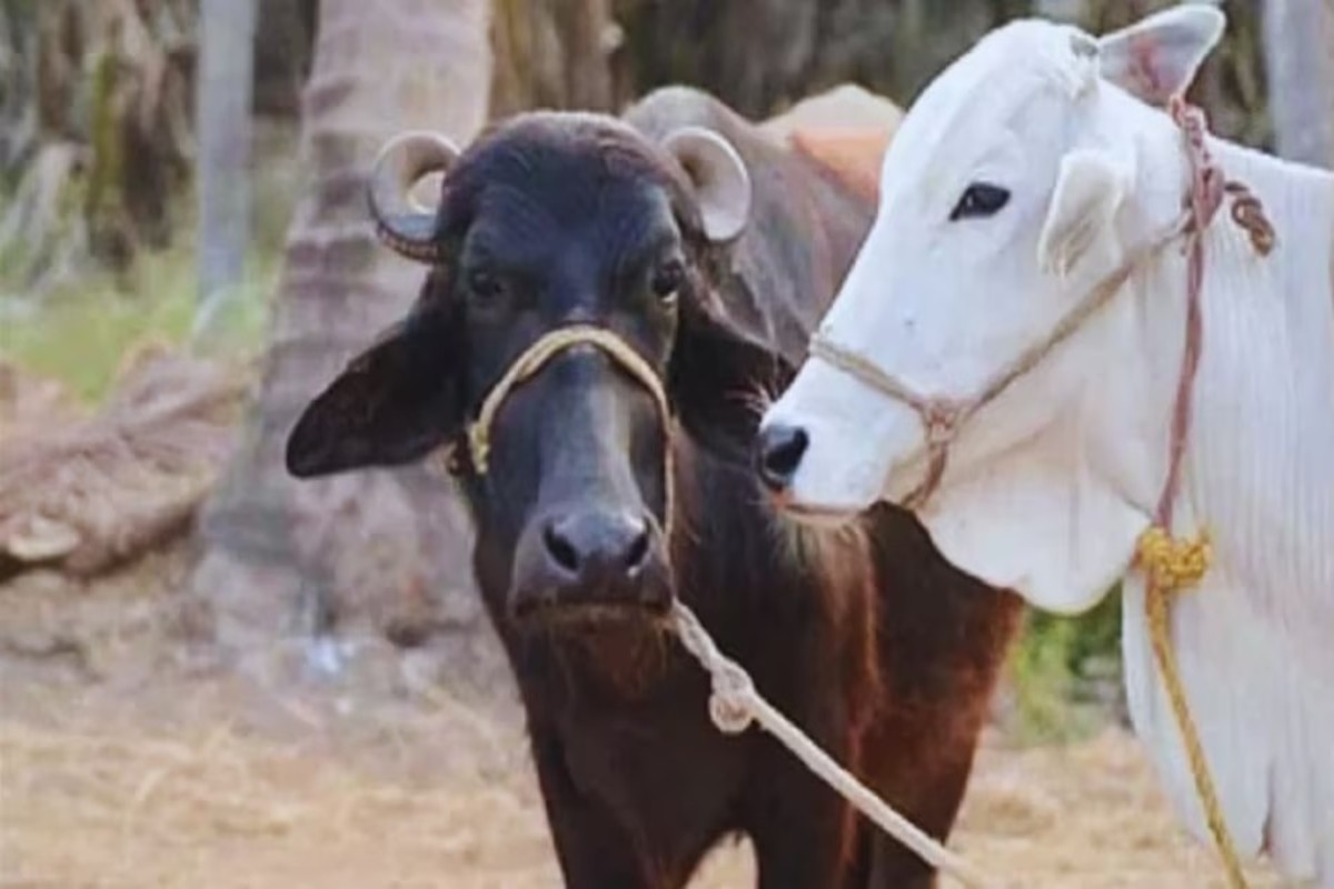 Milk Production