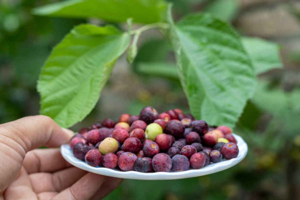 Phalsa Fruit Farming Idea