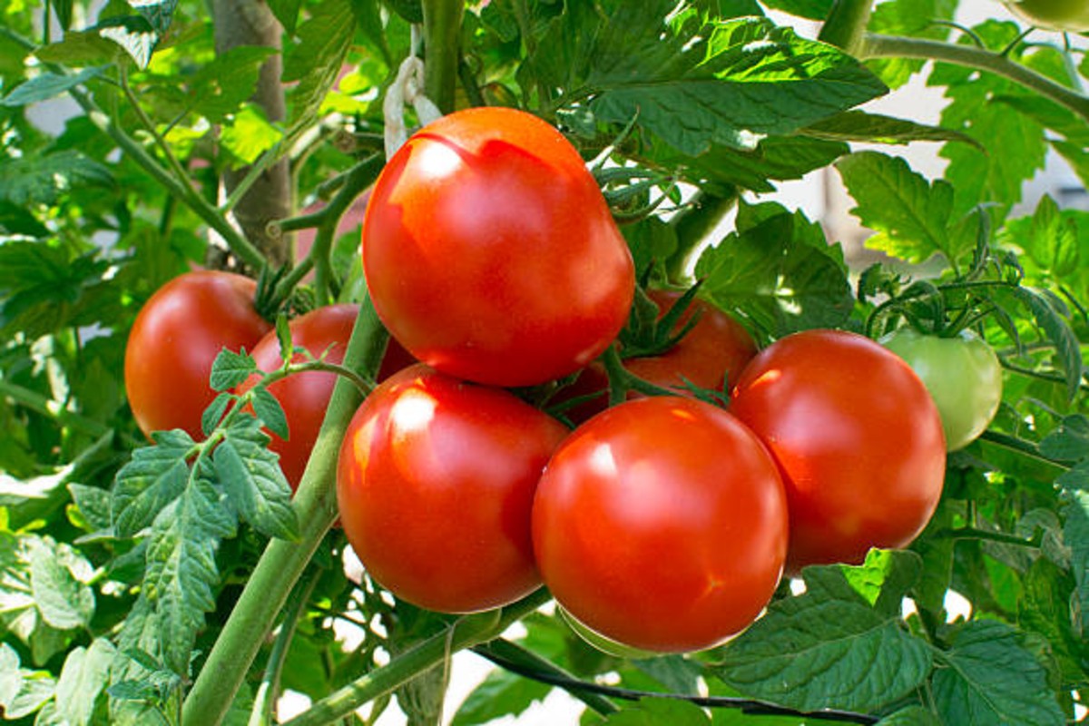 Protect Tomato Crop from Heat