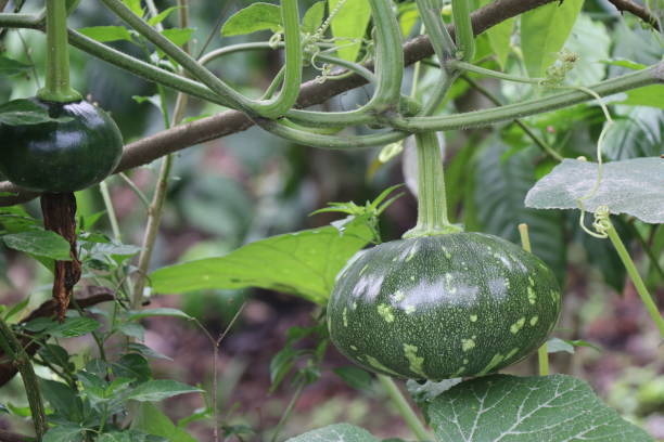 Pumpkin cultivation