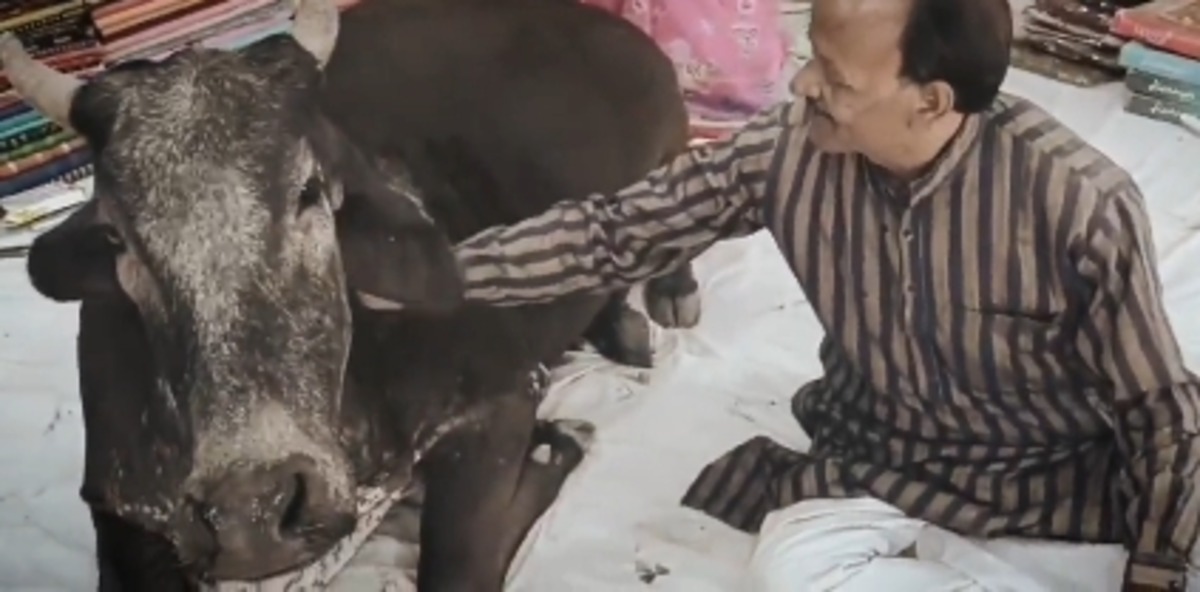 Holy Cow Showroom Mystery