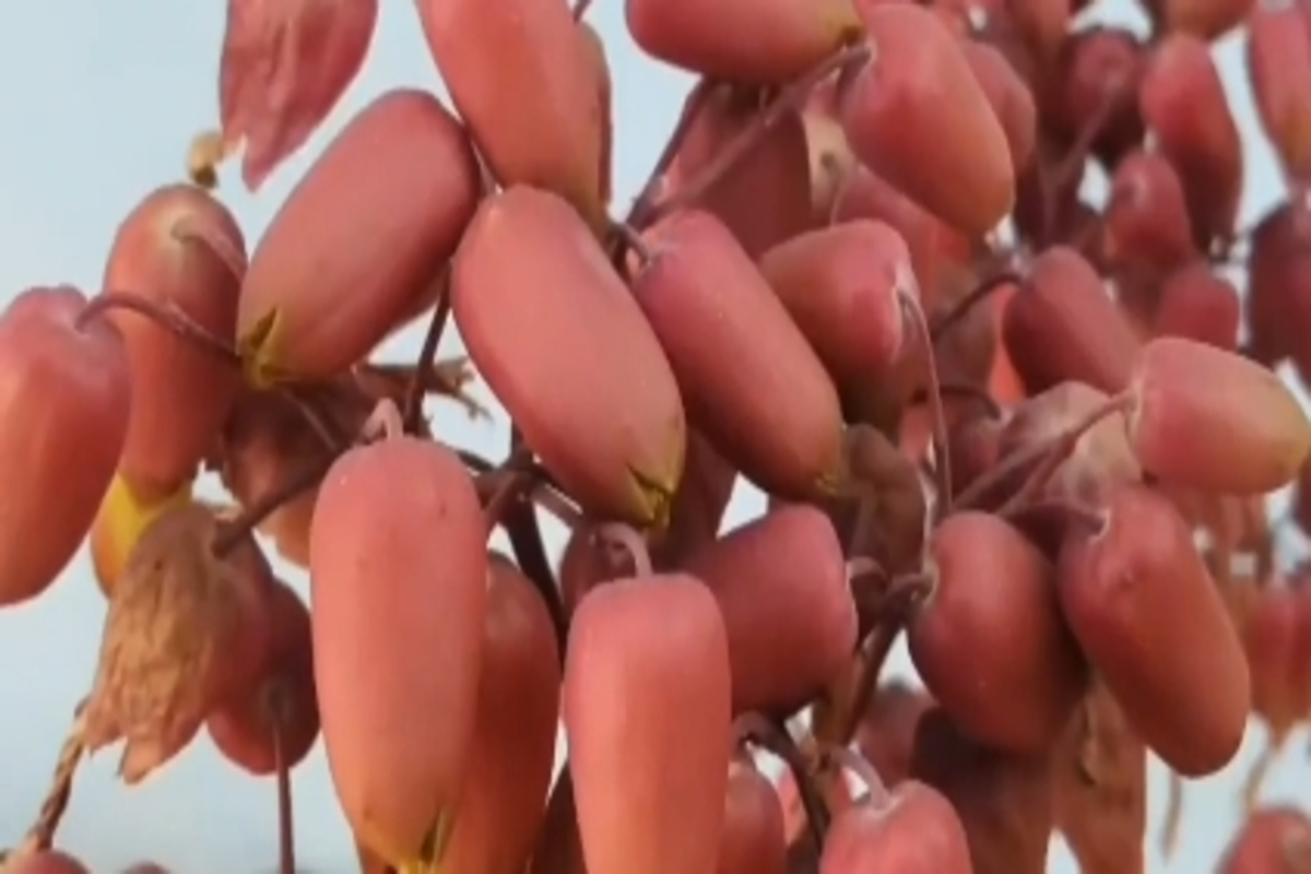 Dhanvantari Plant Benefits