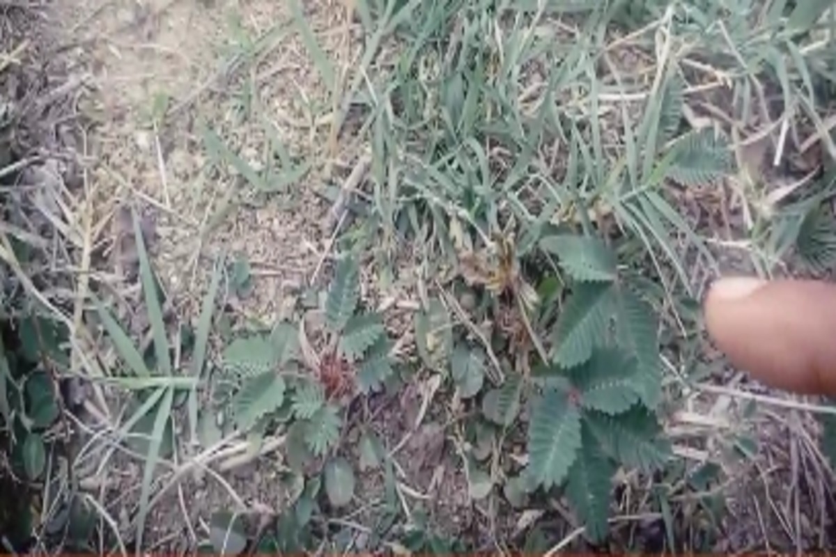 Plants With Miraculous Properties