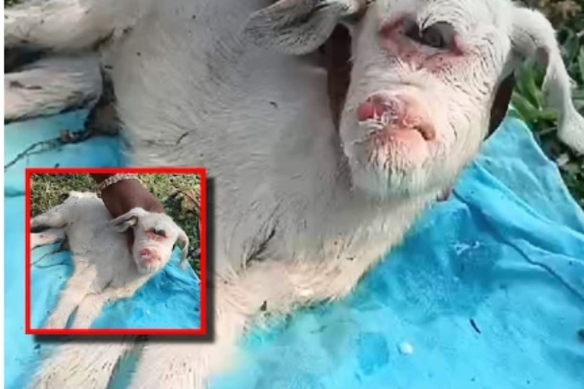Two Eyed Long Tongued Goat