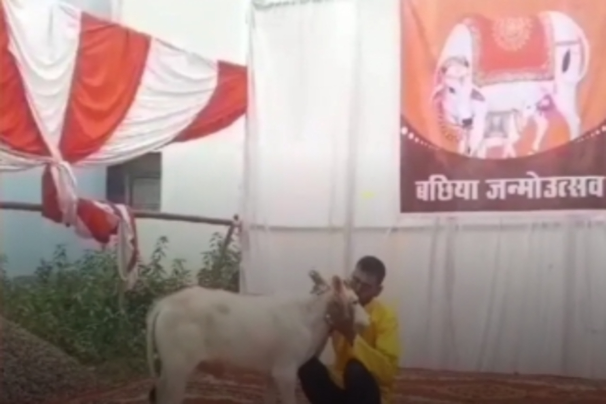 Calf Unique Birthday Celebration