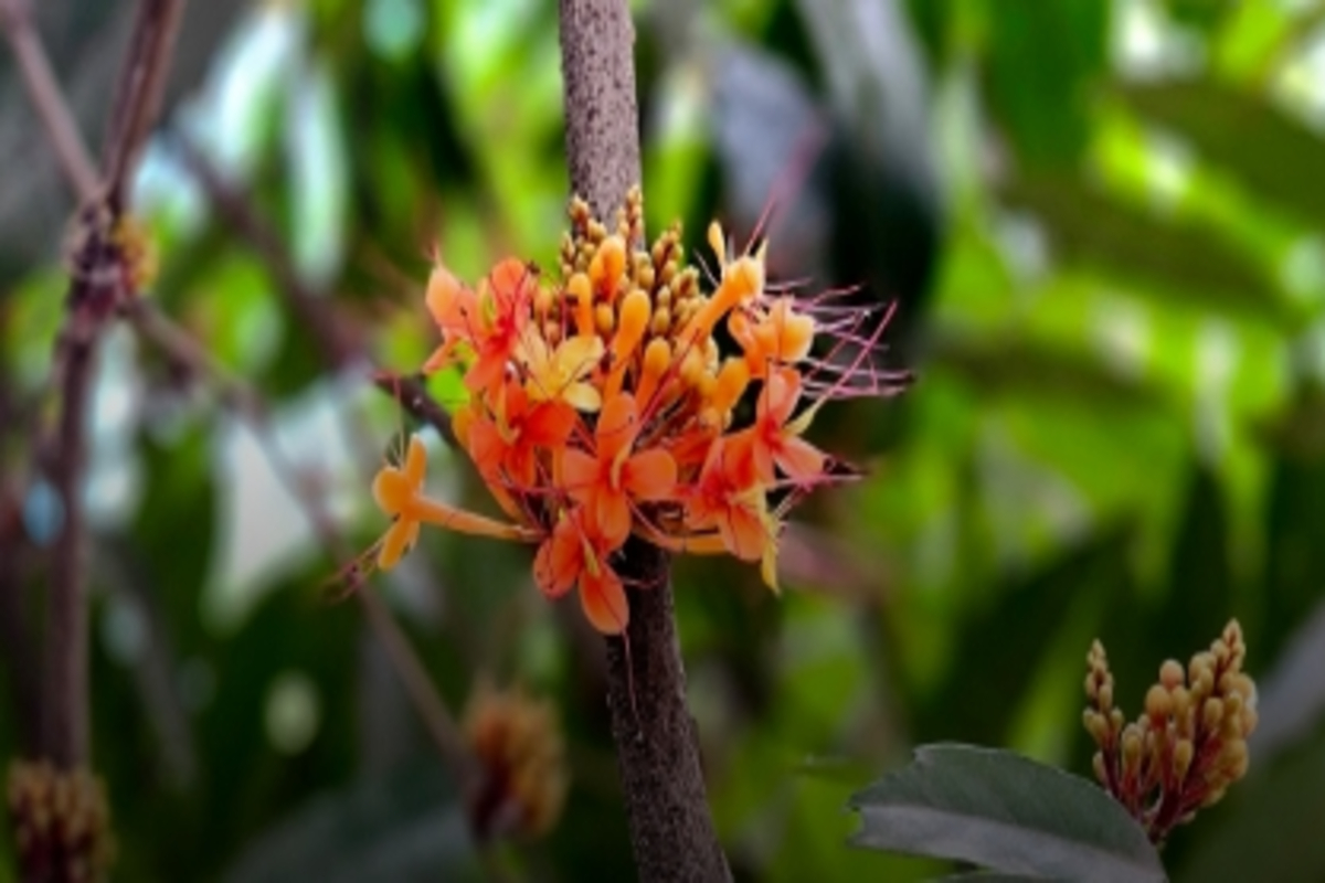 Sita Ashoka Tree