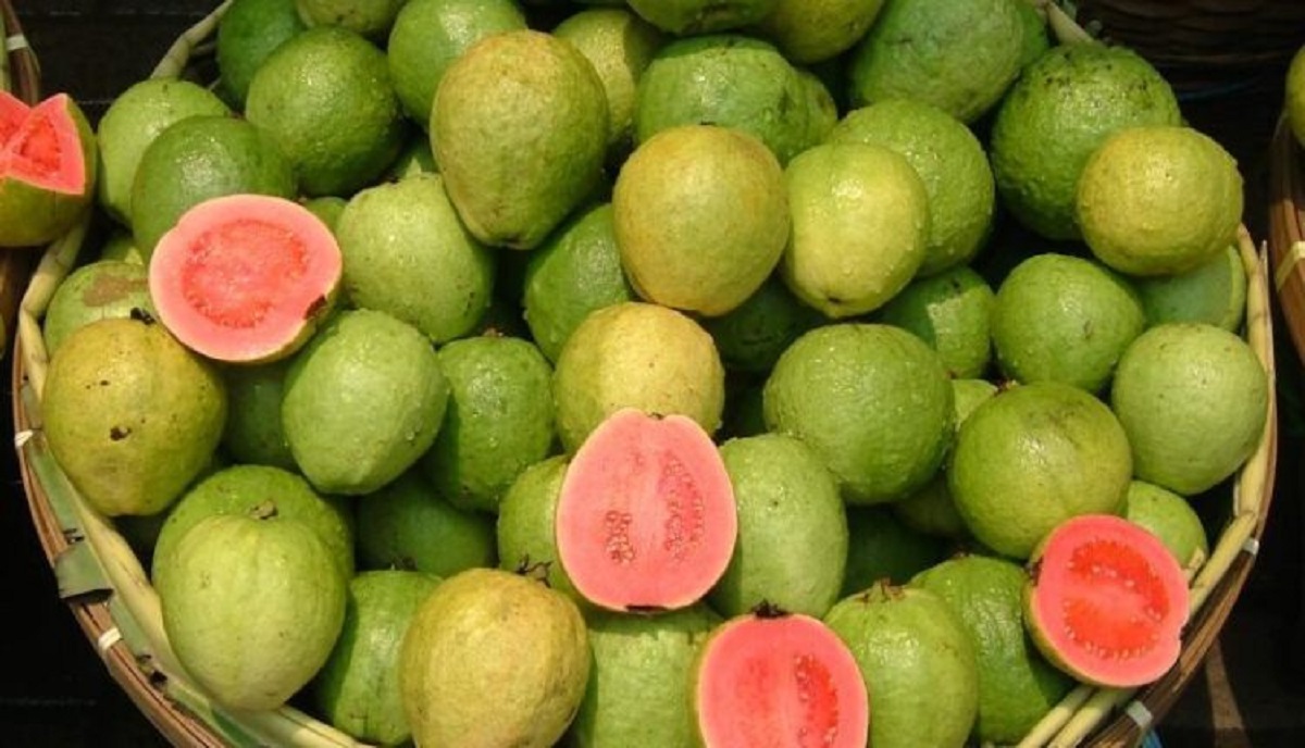 Taiwanese Pink Guava