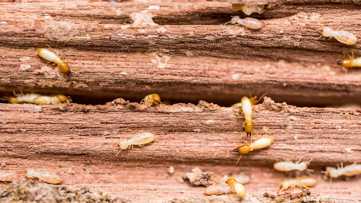 Termites Remedies