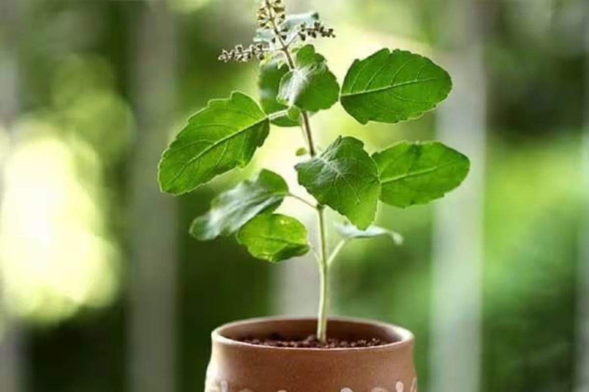 Tulsi Leaves
