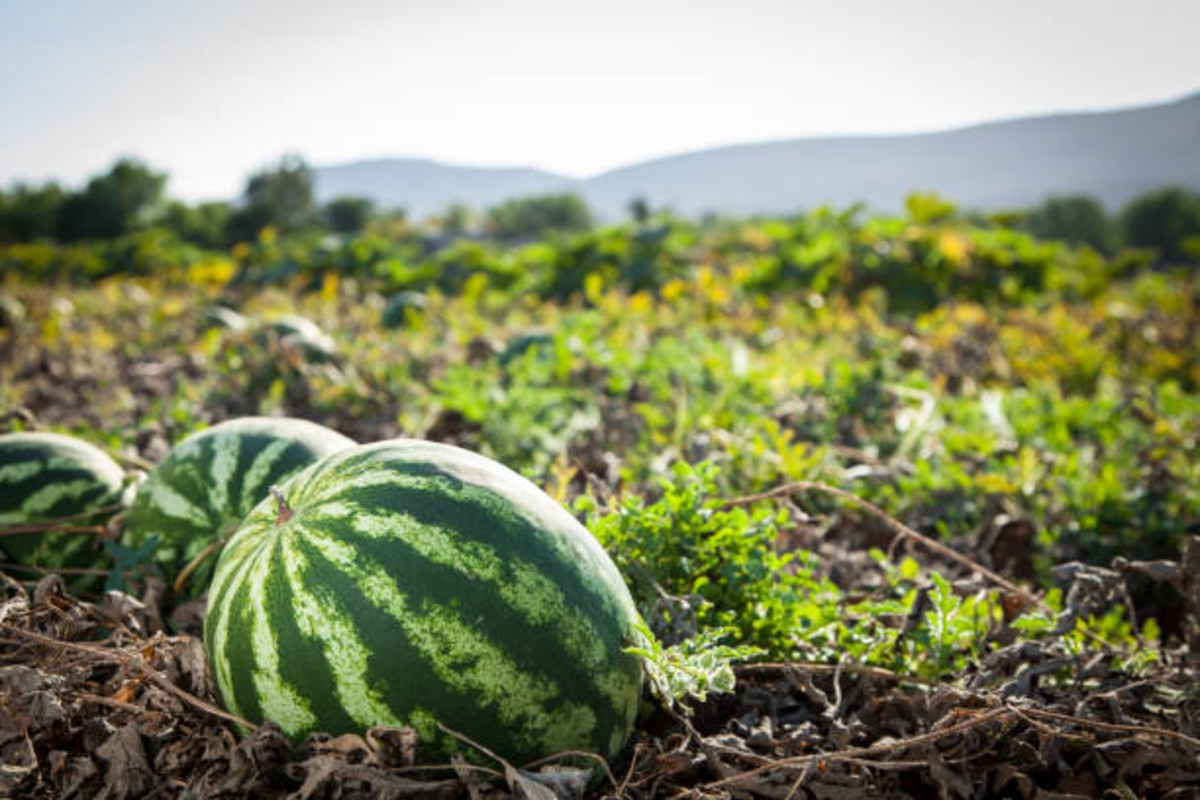 Watermelon farming