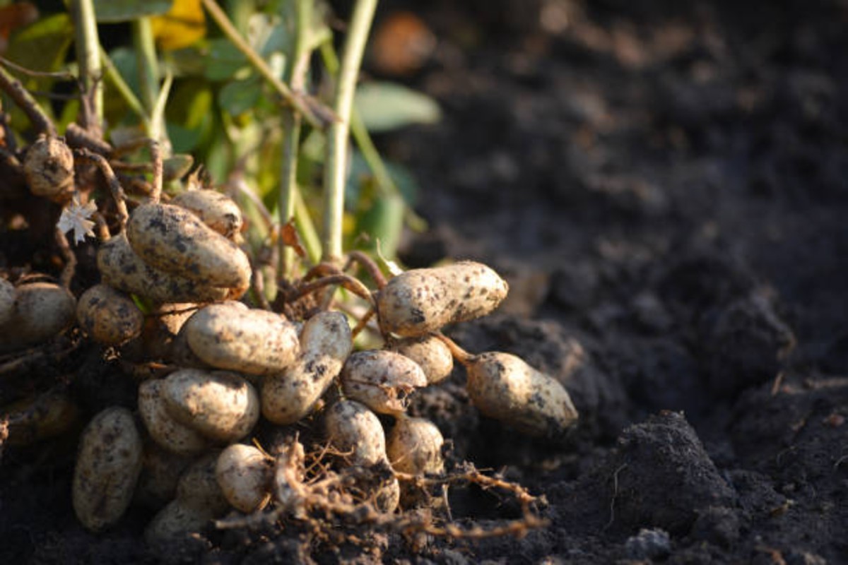 White Grub Control in Groundnut