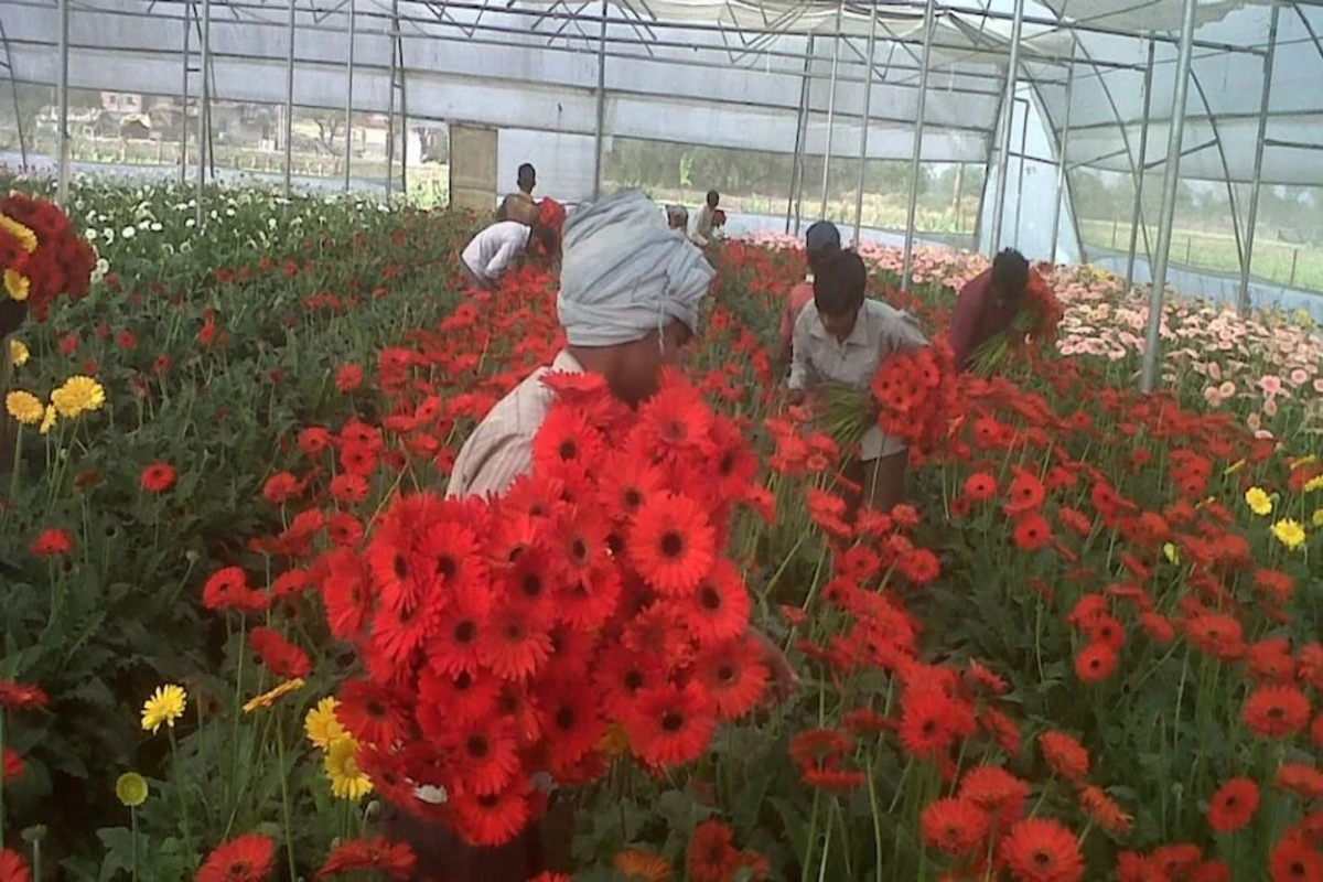Gerbera Flower Farming