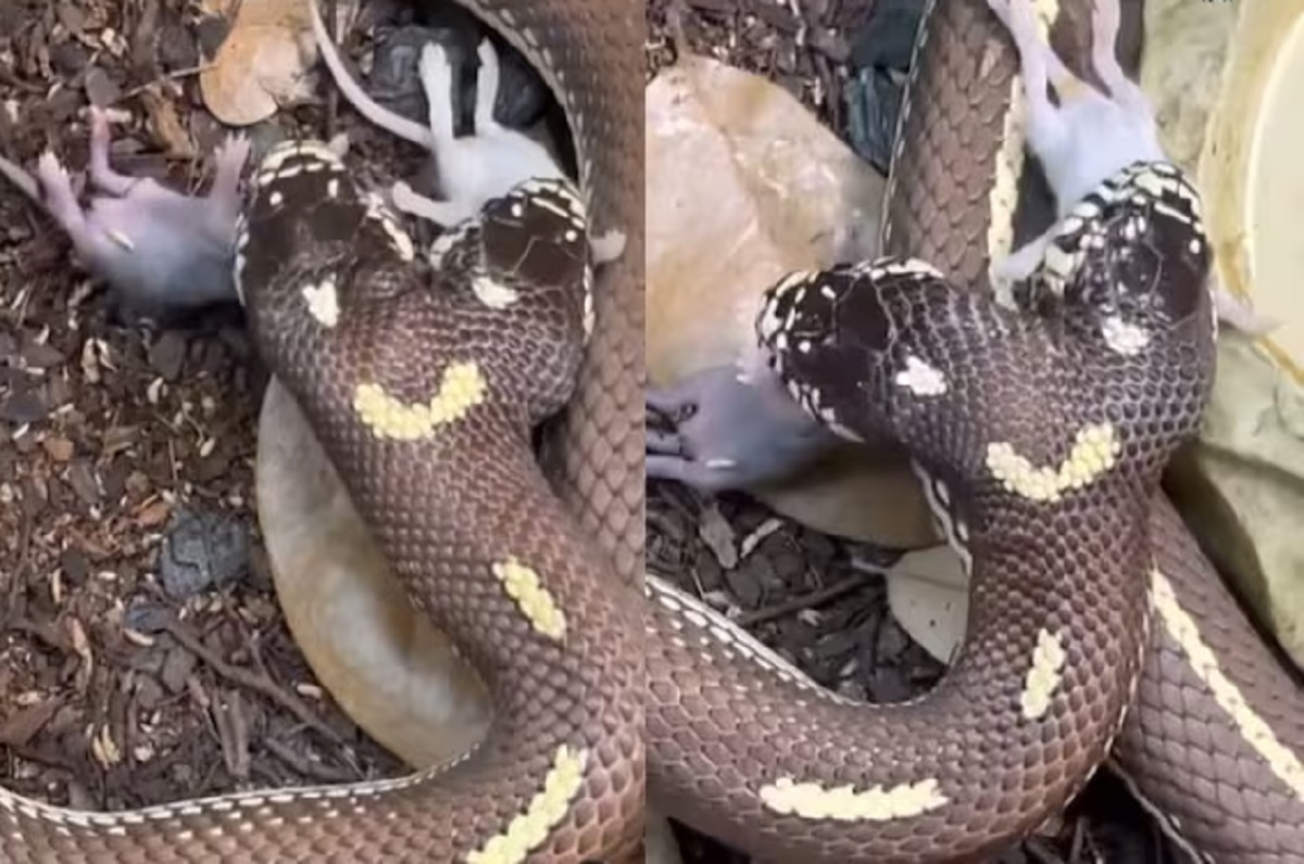 Snake With Two Mouths