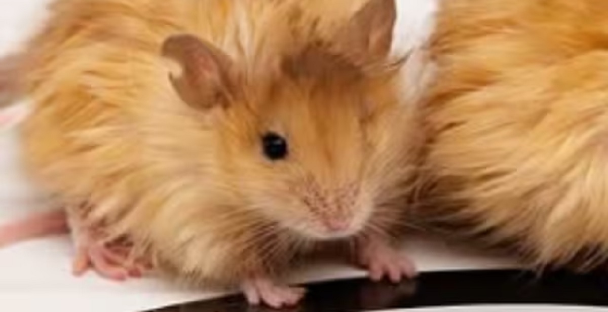Scientists Develop Woolly Mouse