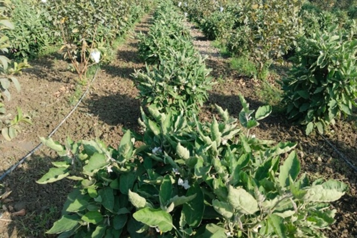 Kakun Farming