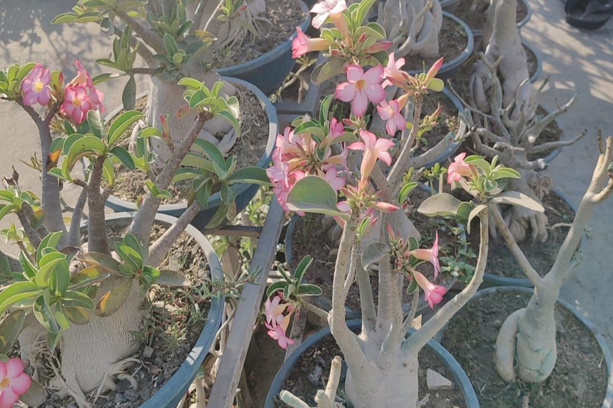 Grew 35 Varieties of Adenium at Home