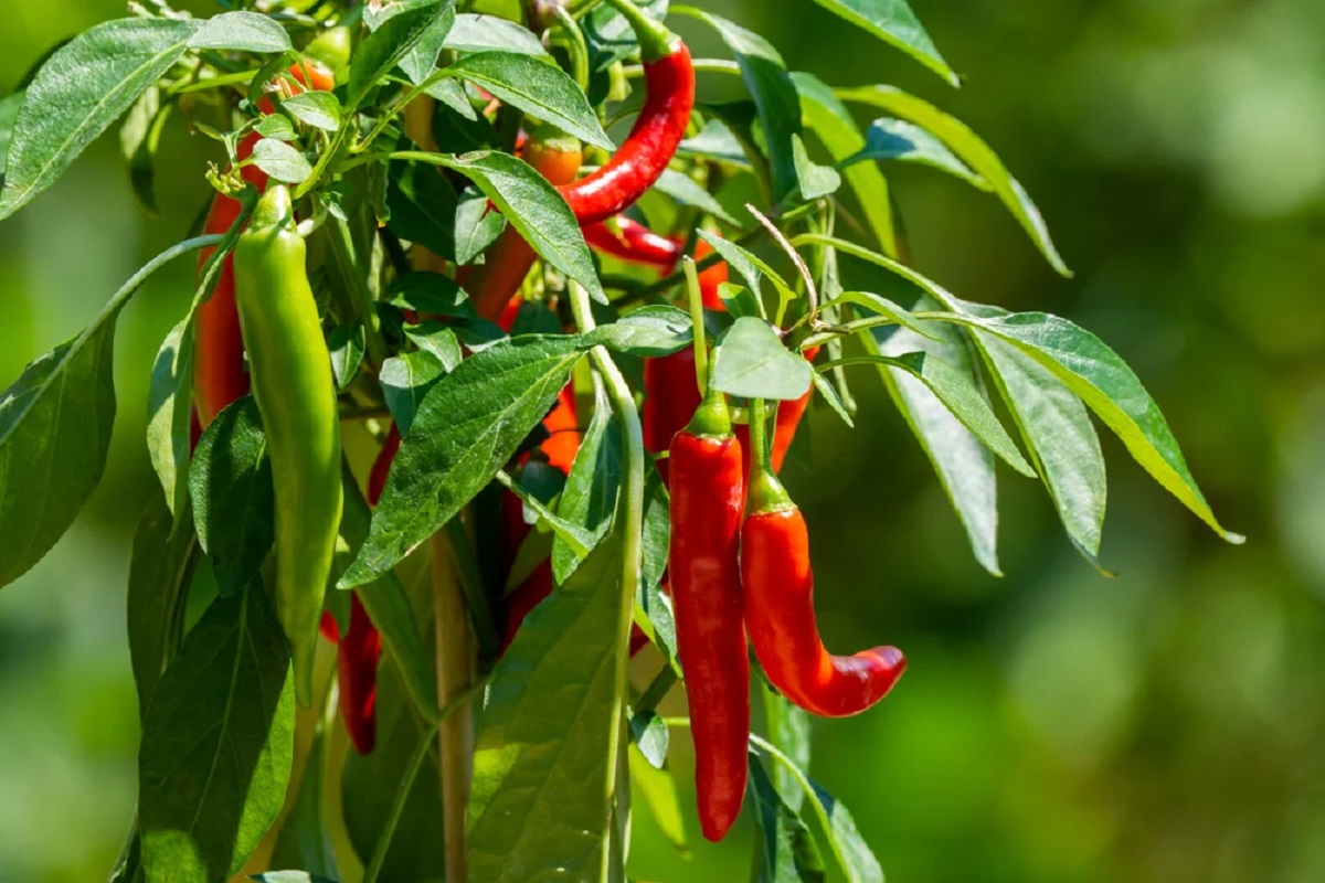 Chilies Satya Day