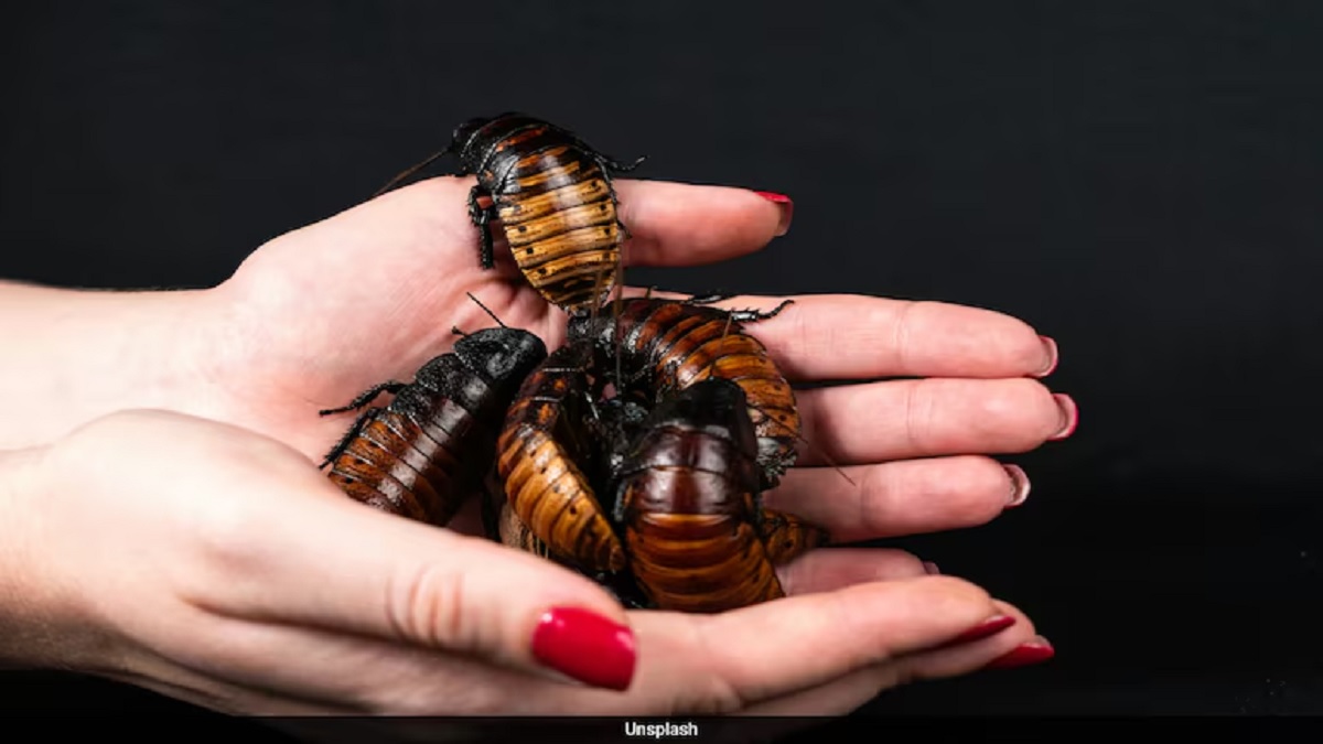 Cockroach Milk More Nutritious