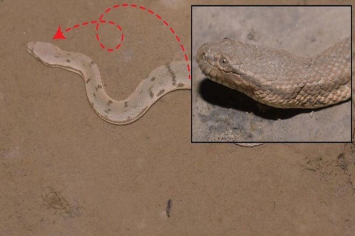 Dog Faced Snake Discovered In Assam