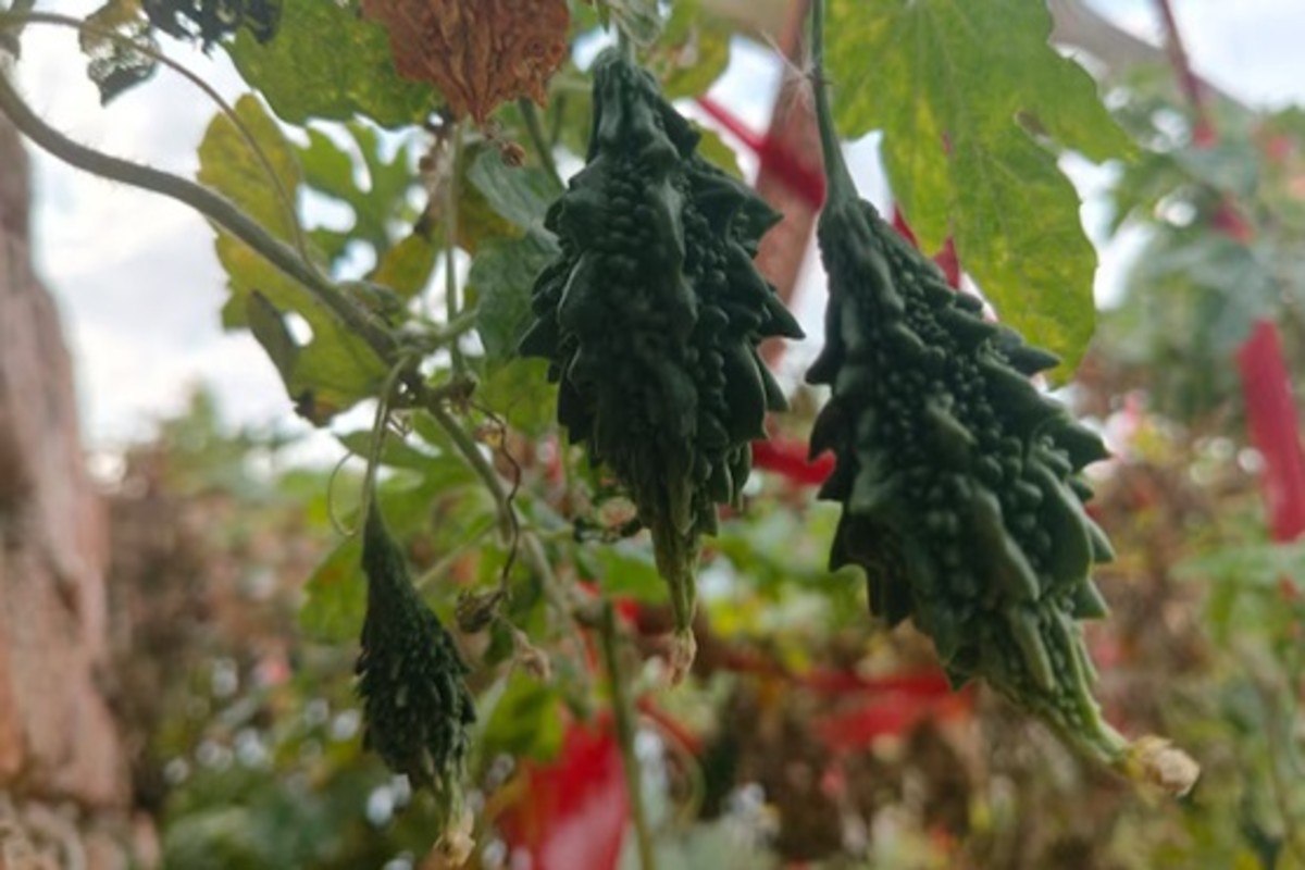 Bitter Gourd Cultivation