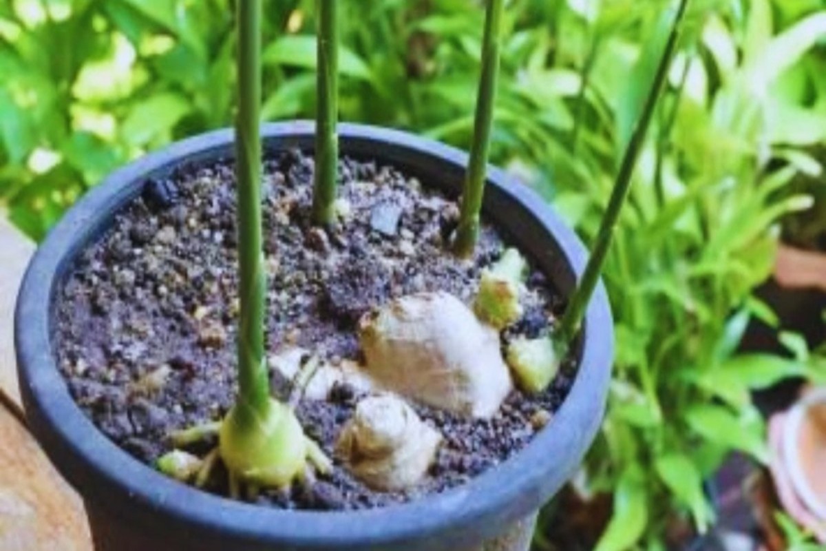 ginger cultivation