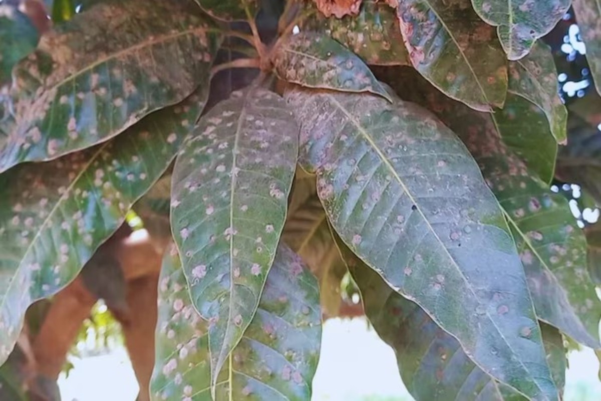 Mango Farming Tips