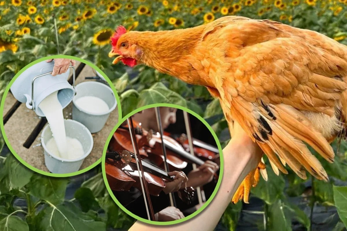 ₹5500 For Half Chicken Plate
