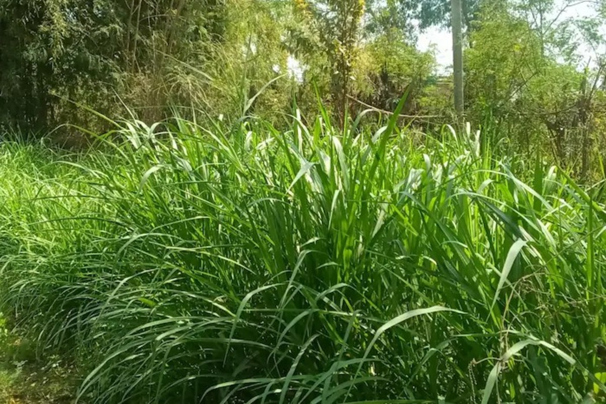Lemongrass farming