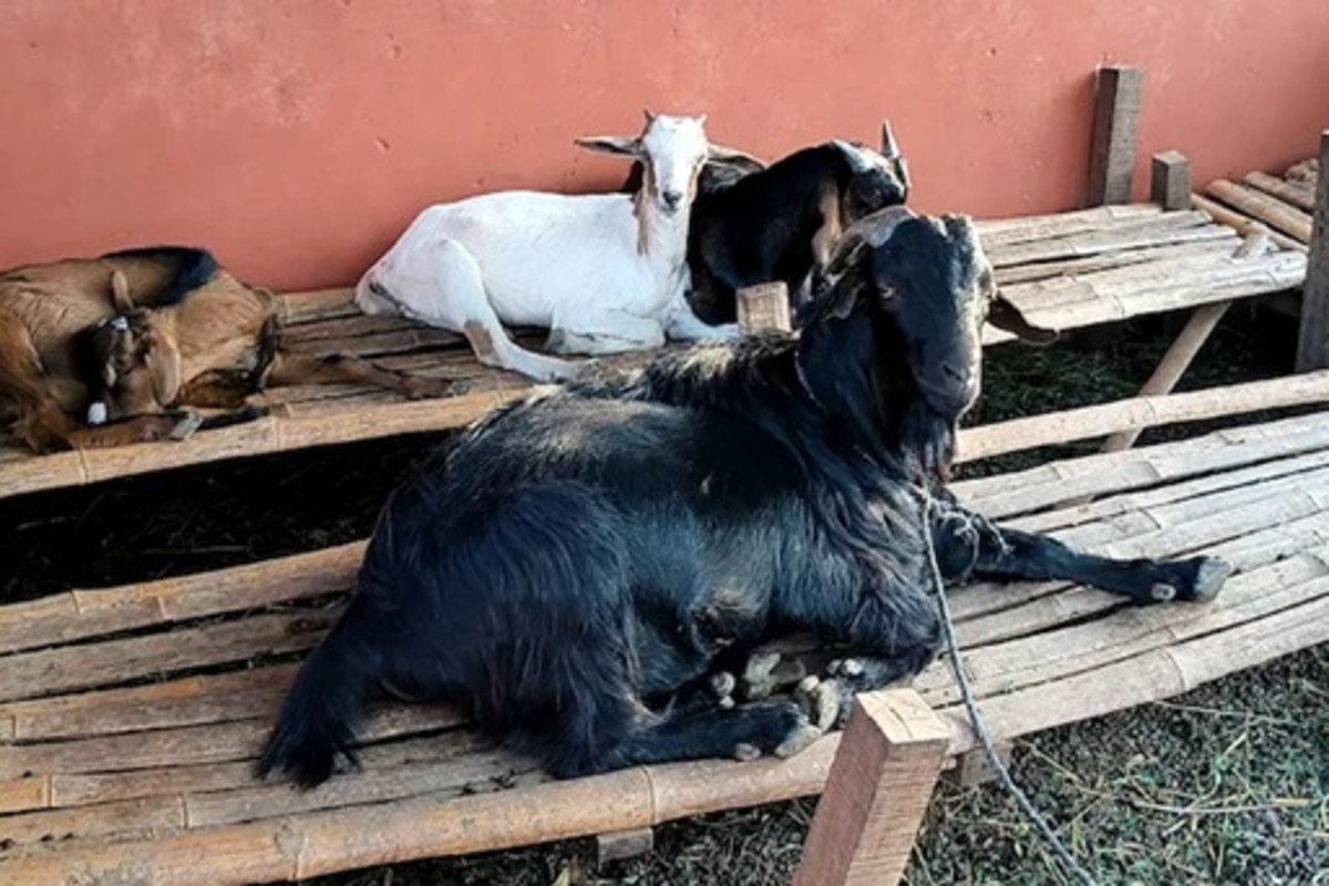 Profitable Goat Farming Business