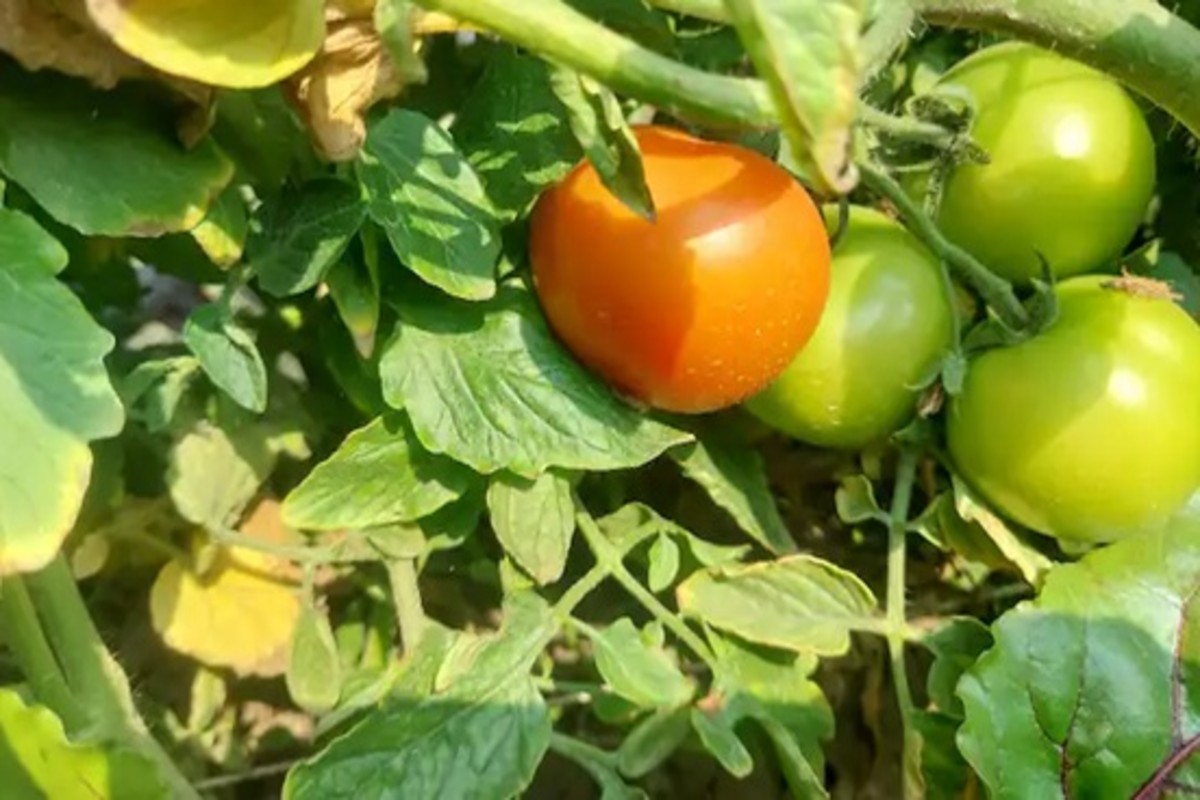 Agriculture Tips