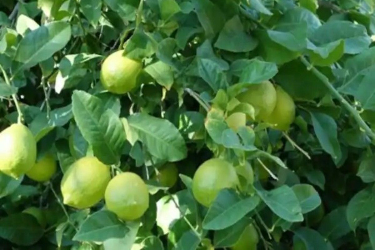 Lemon Farming